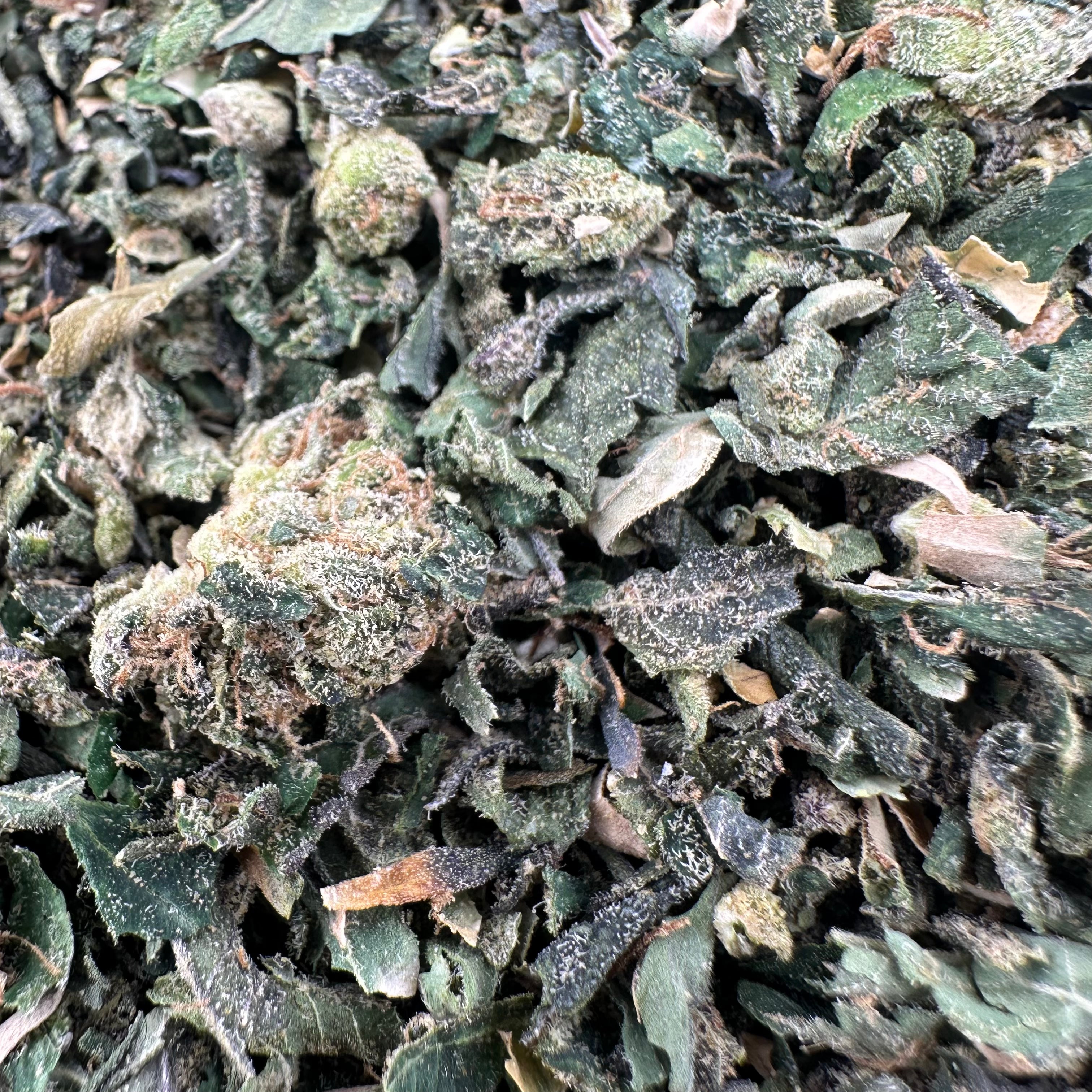 Lemon Cherry Gelato