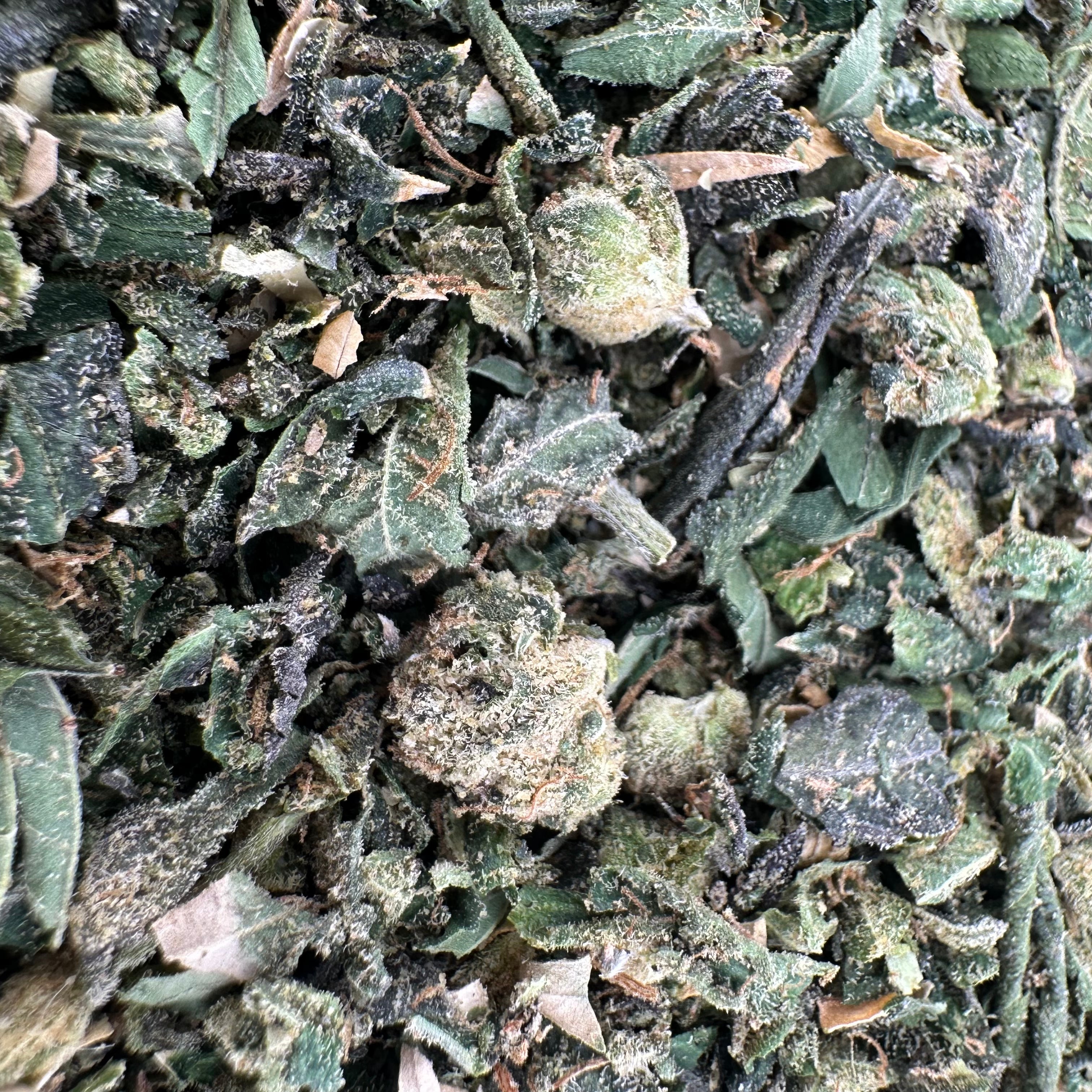 Lemon Cherry Gelato