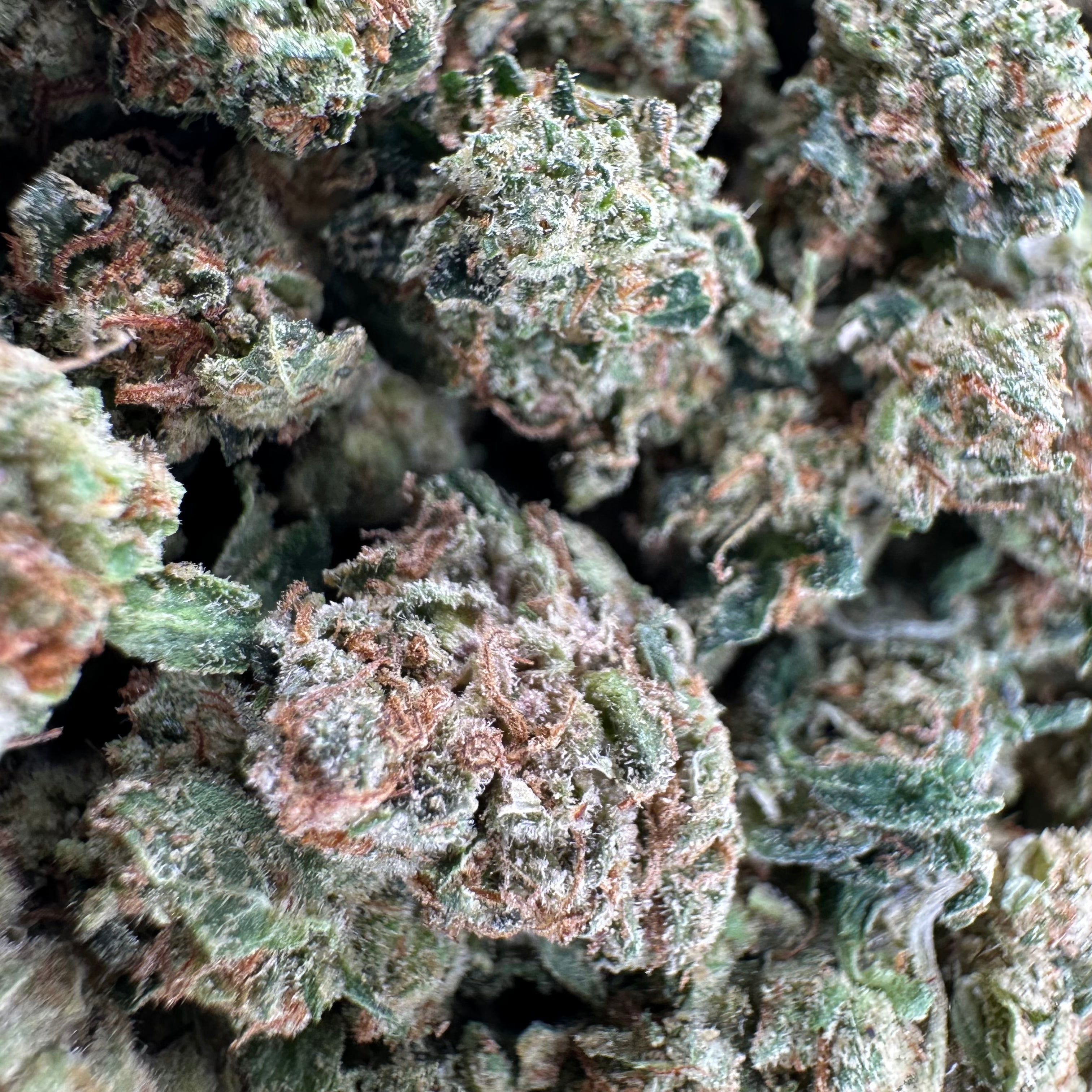 Orange 43