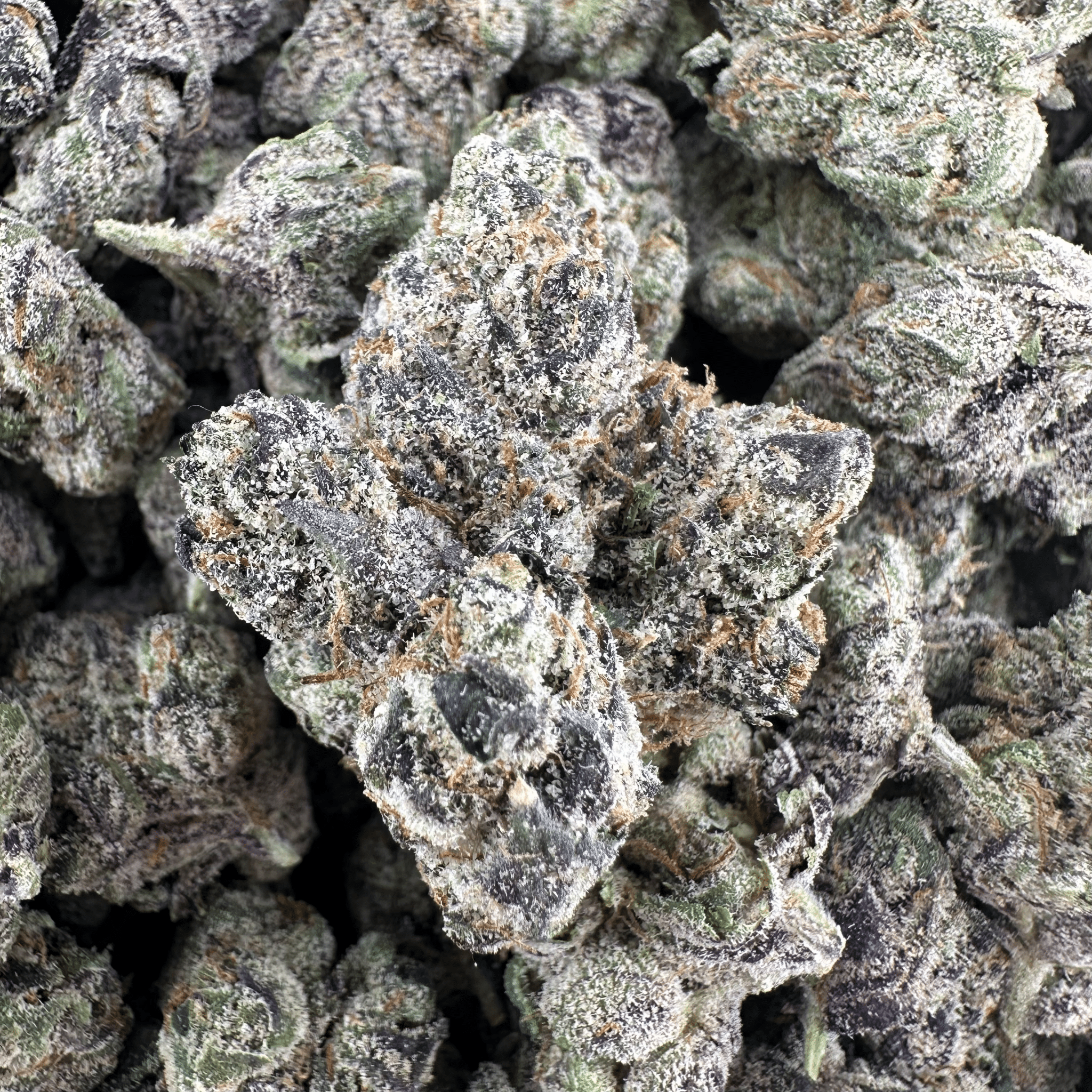 Apple Fritter