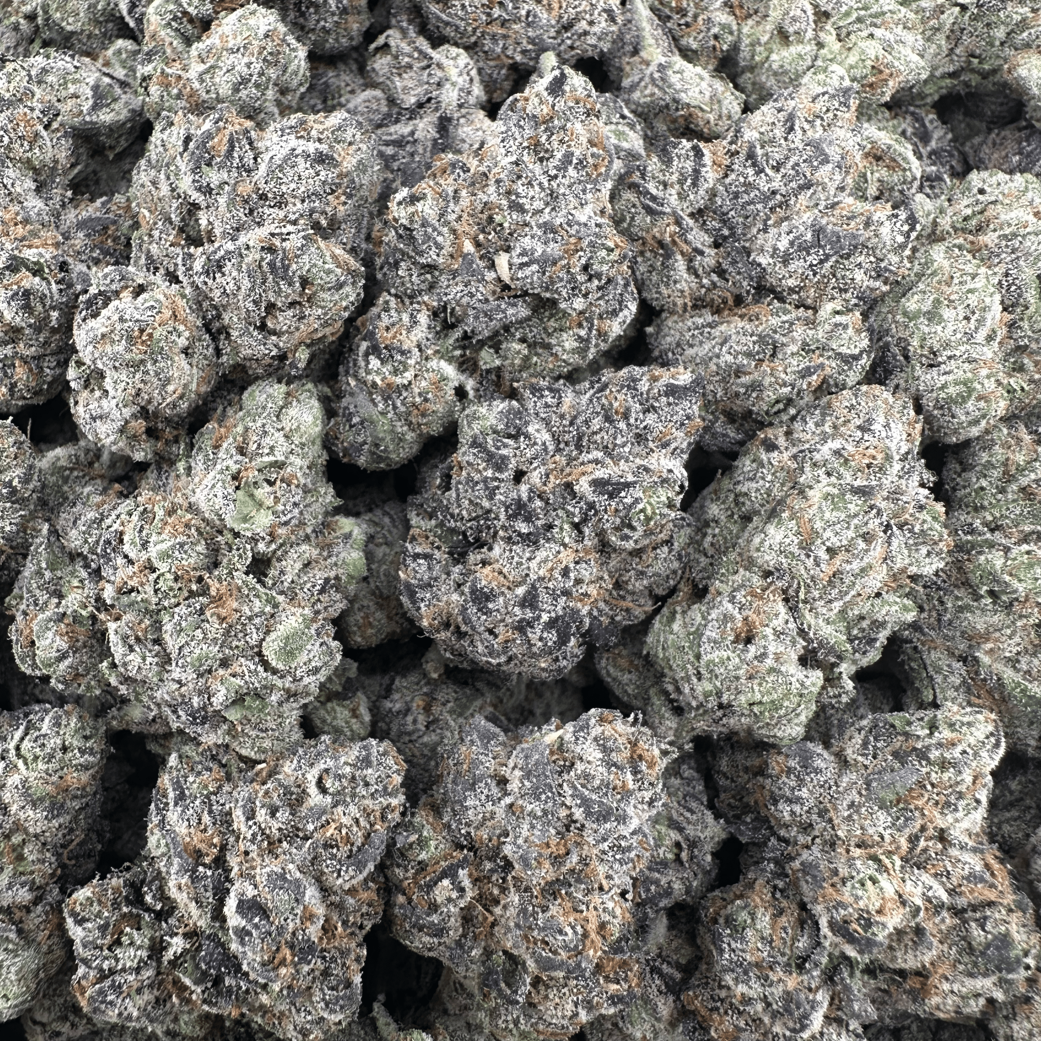Apple Fritter