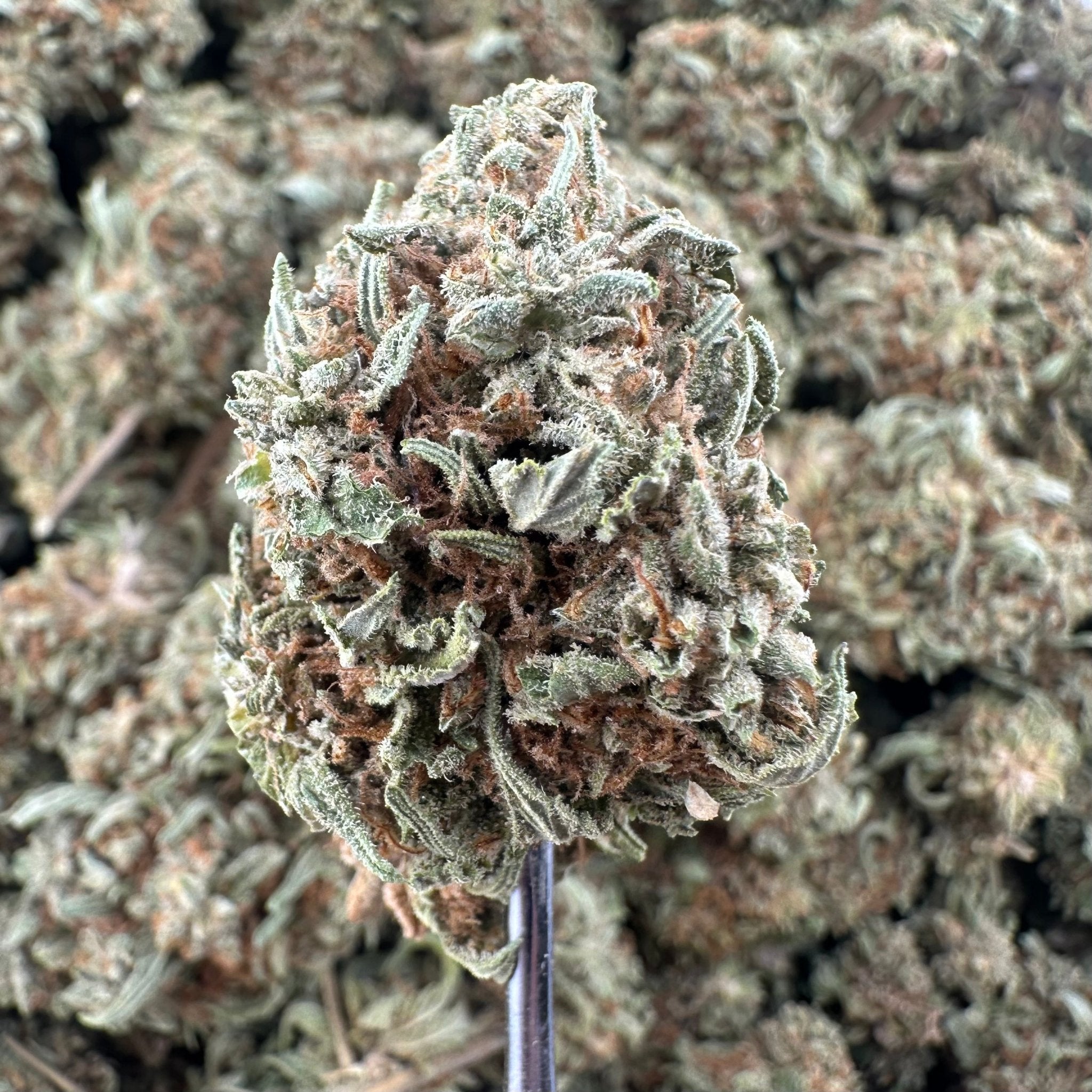 (BOGO)Thai Stick 14G Flower