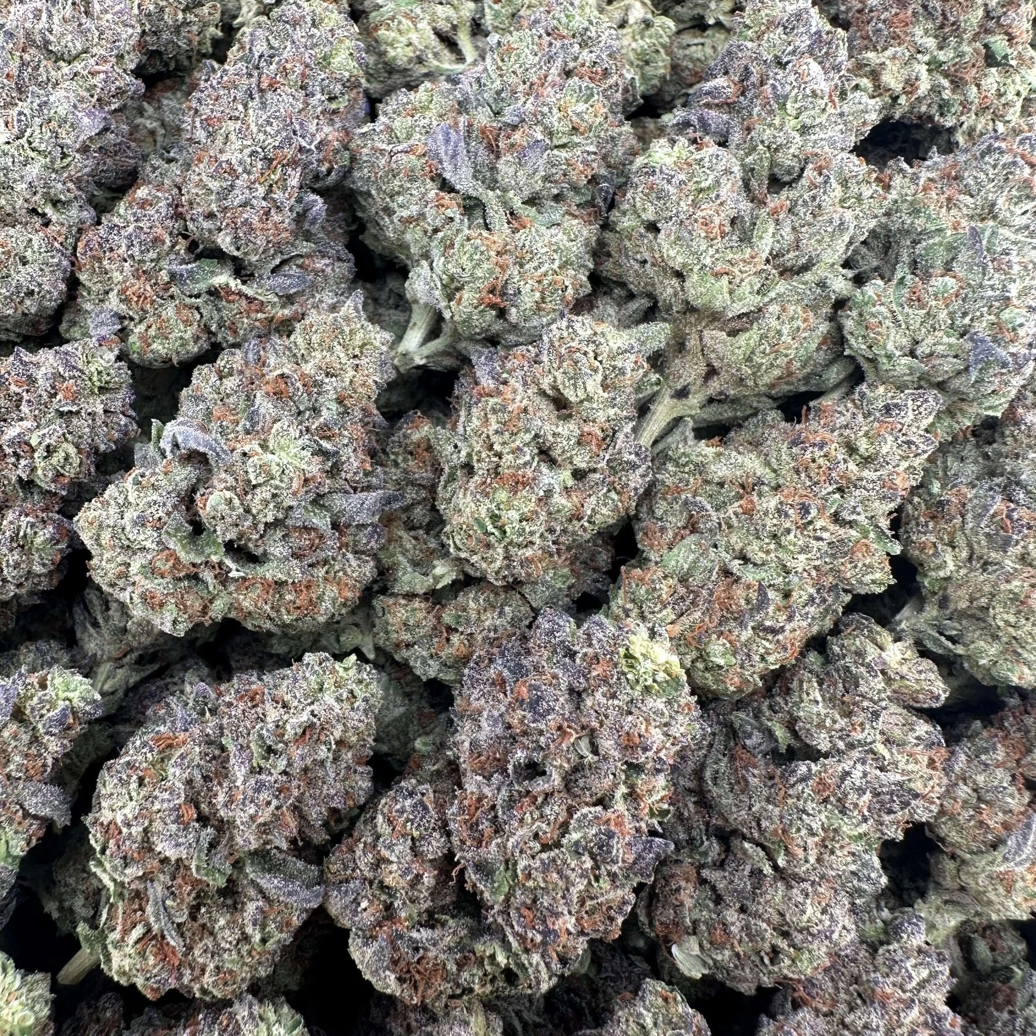 Columbia Gold Flower Wholesale