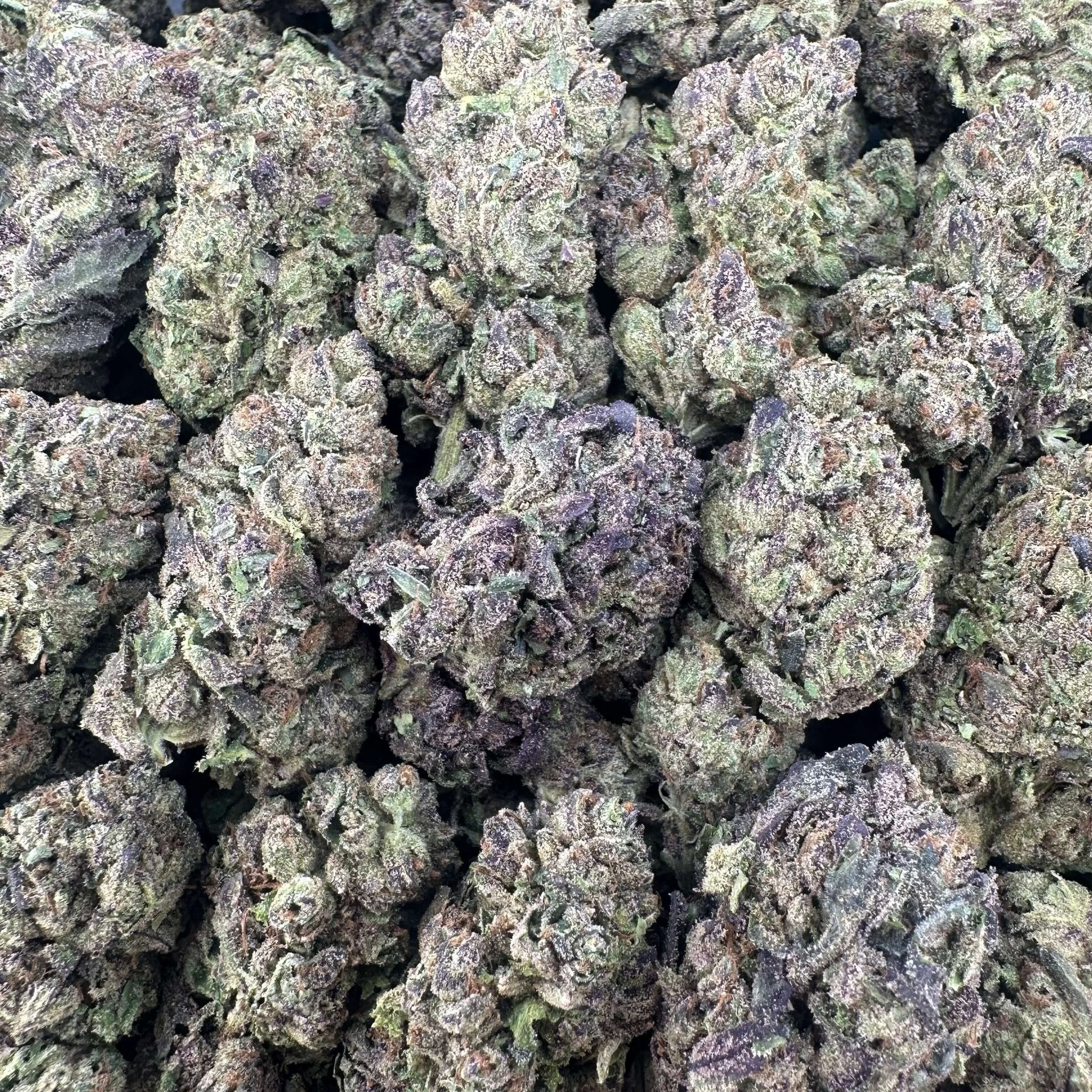 Gaslato Flower Wholesale