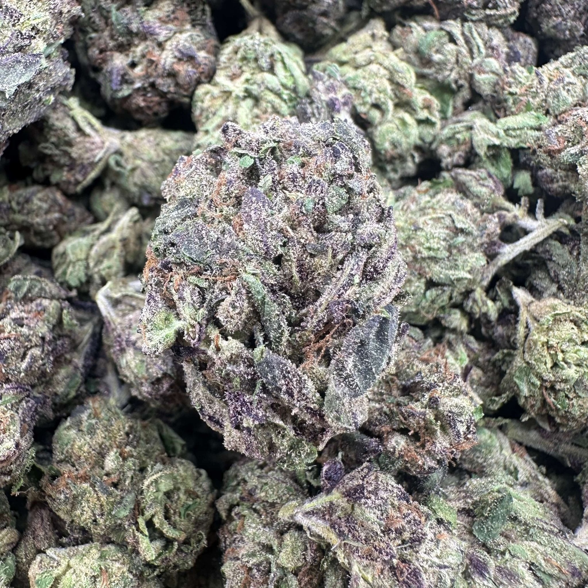 Gaslato Flower Wholesale