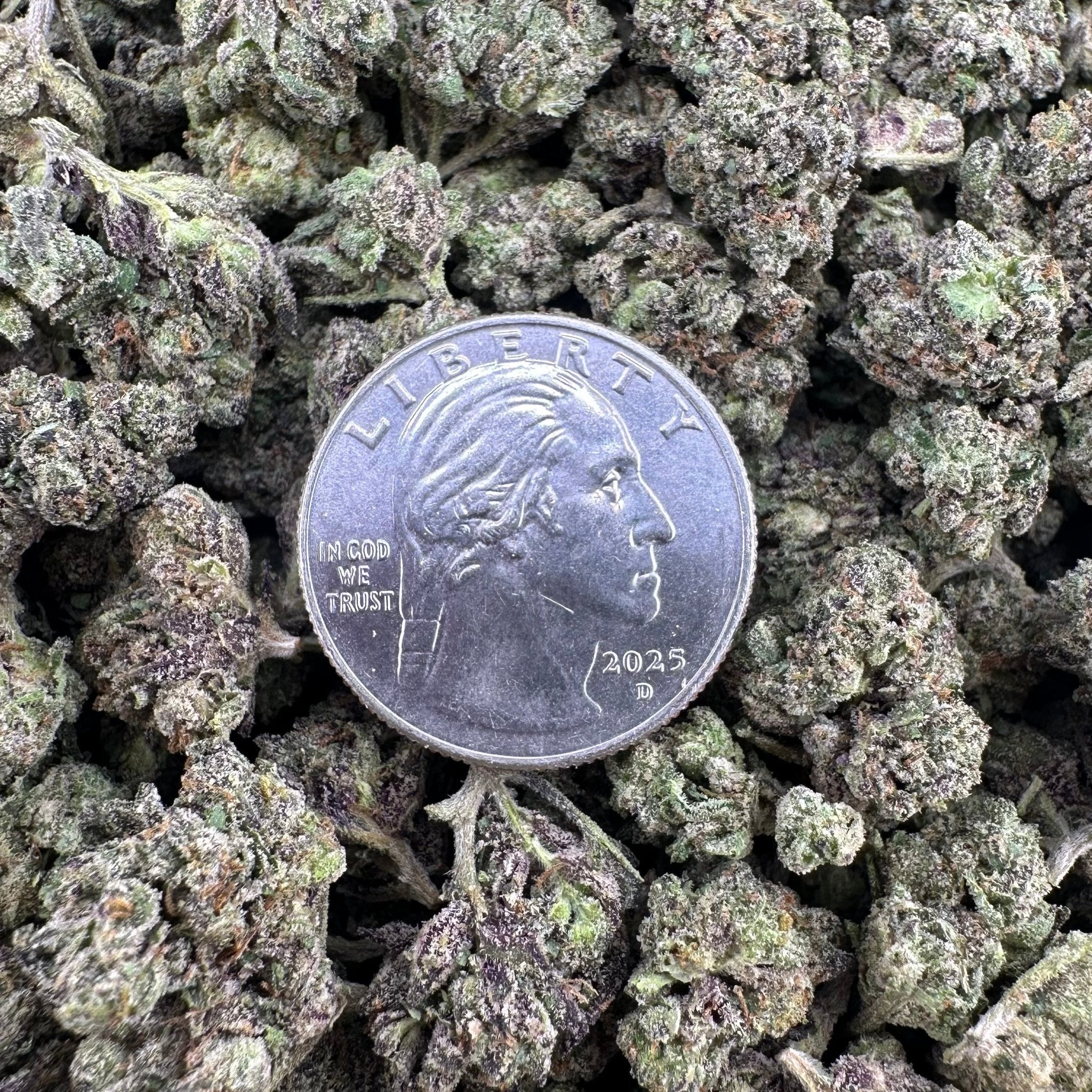 Girl Scout Cookies Smalls Wholesale