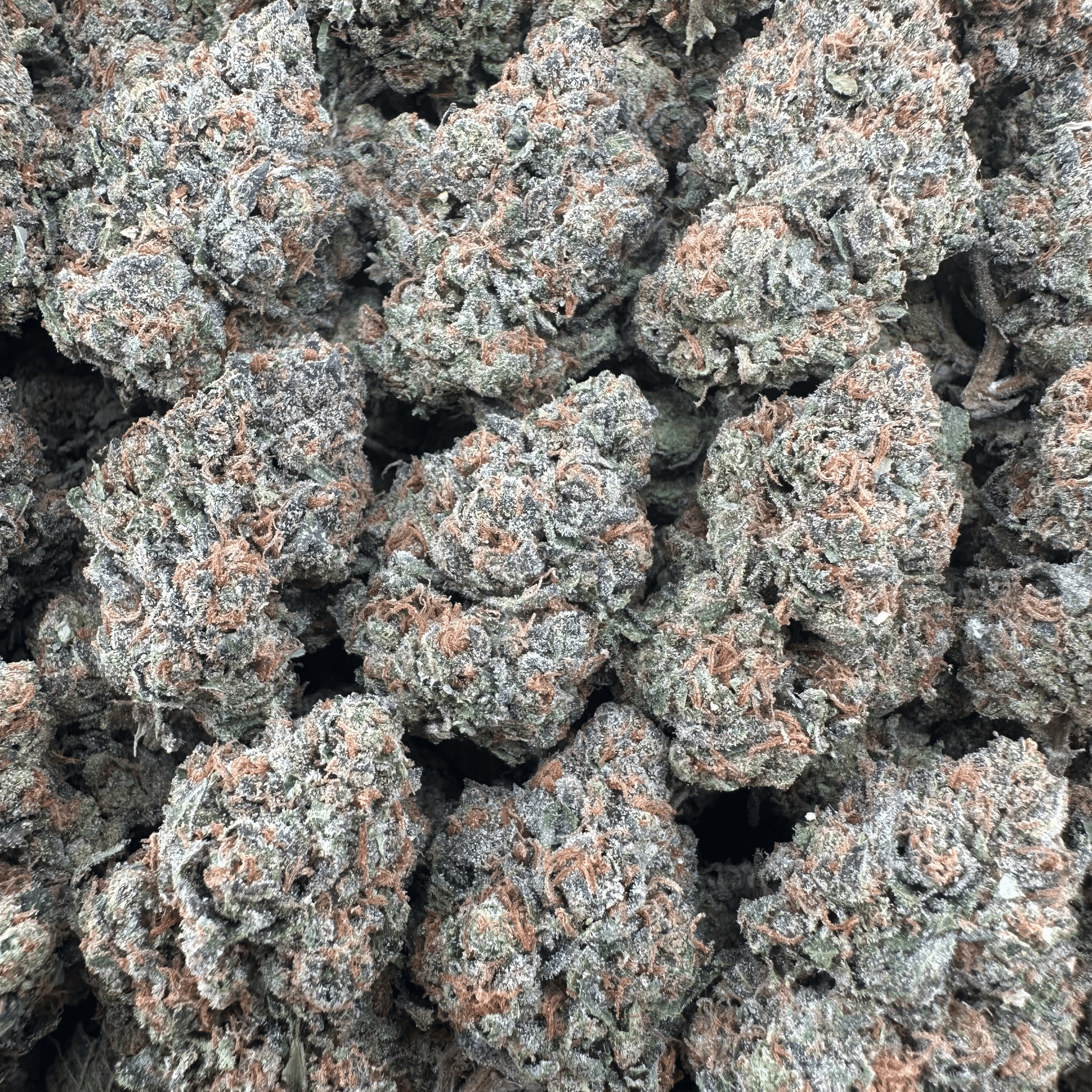 Lemon Cherry Gelato