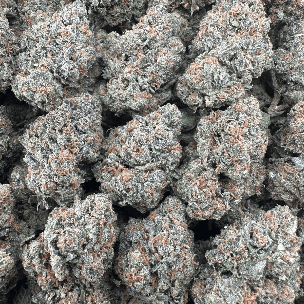 Lemon Cherry Gelato