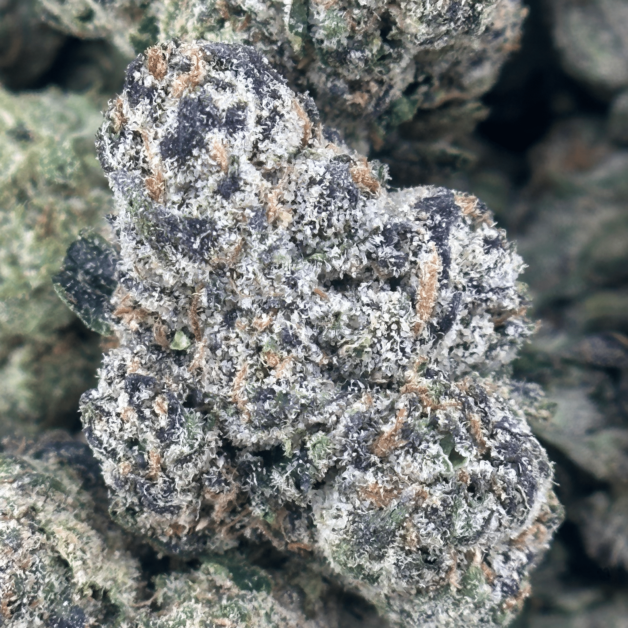 Panama Red Flower Wholesale