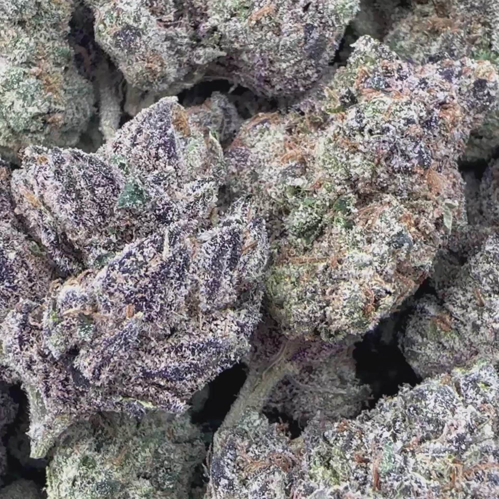 Granddaddy Purple Flower