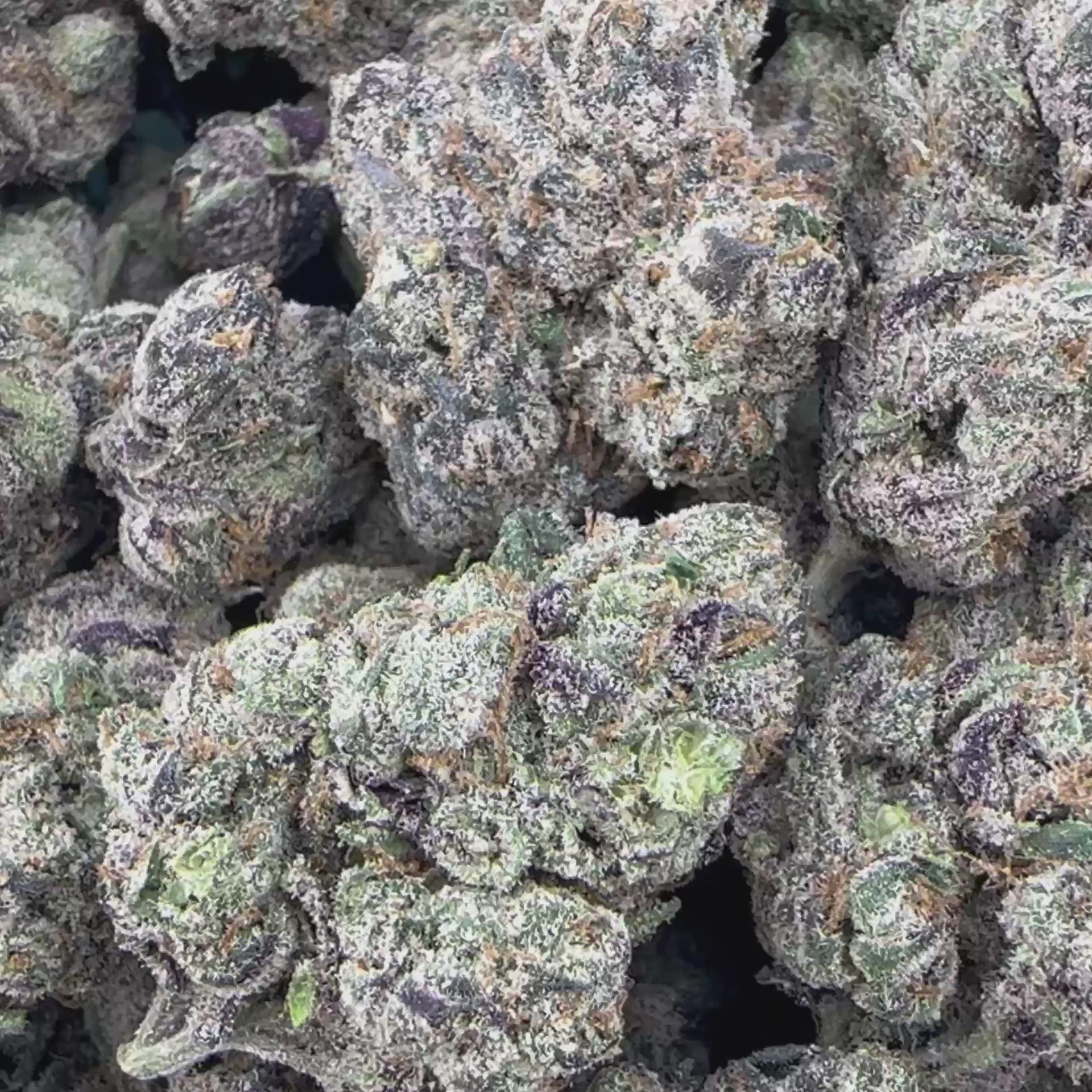 Apple Fritter Flower