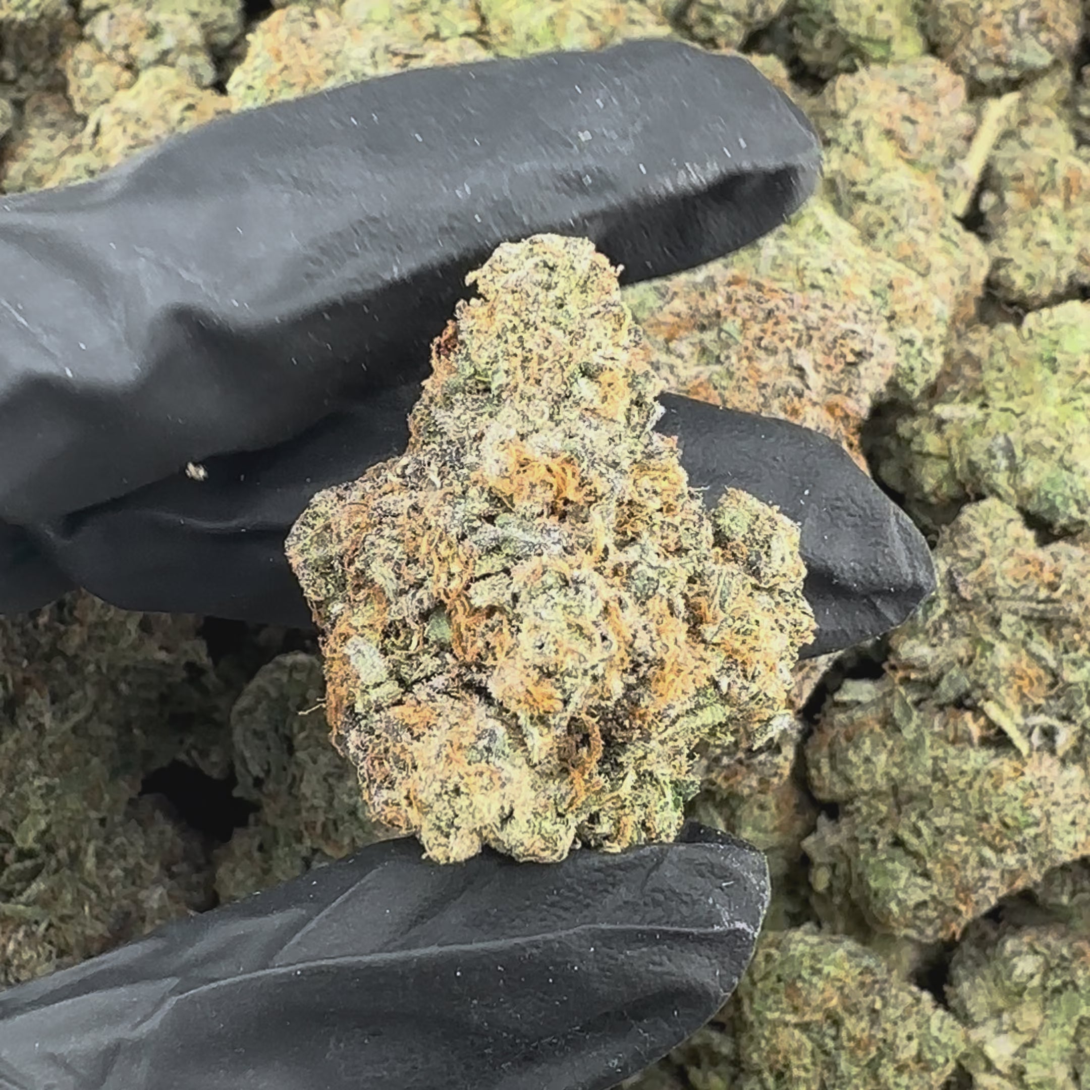 Runtz Flower Wholesale