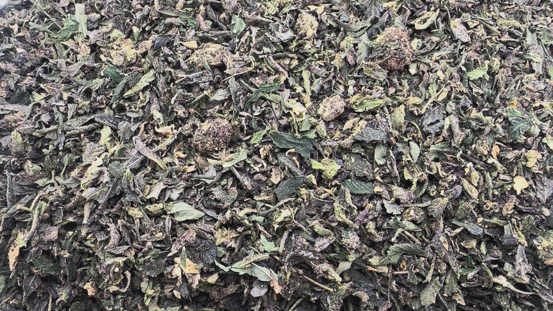 RS11 Shake Wholesale