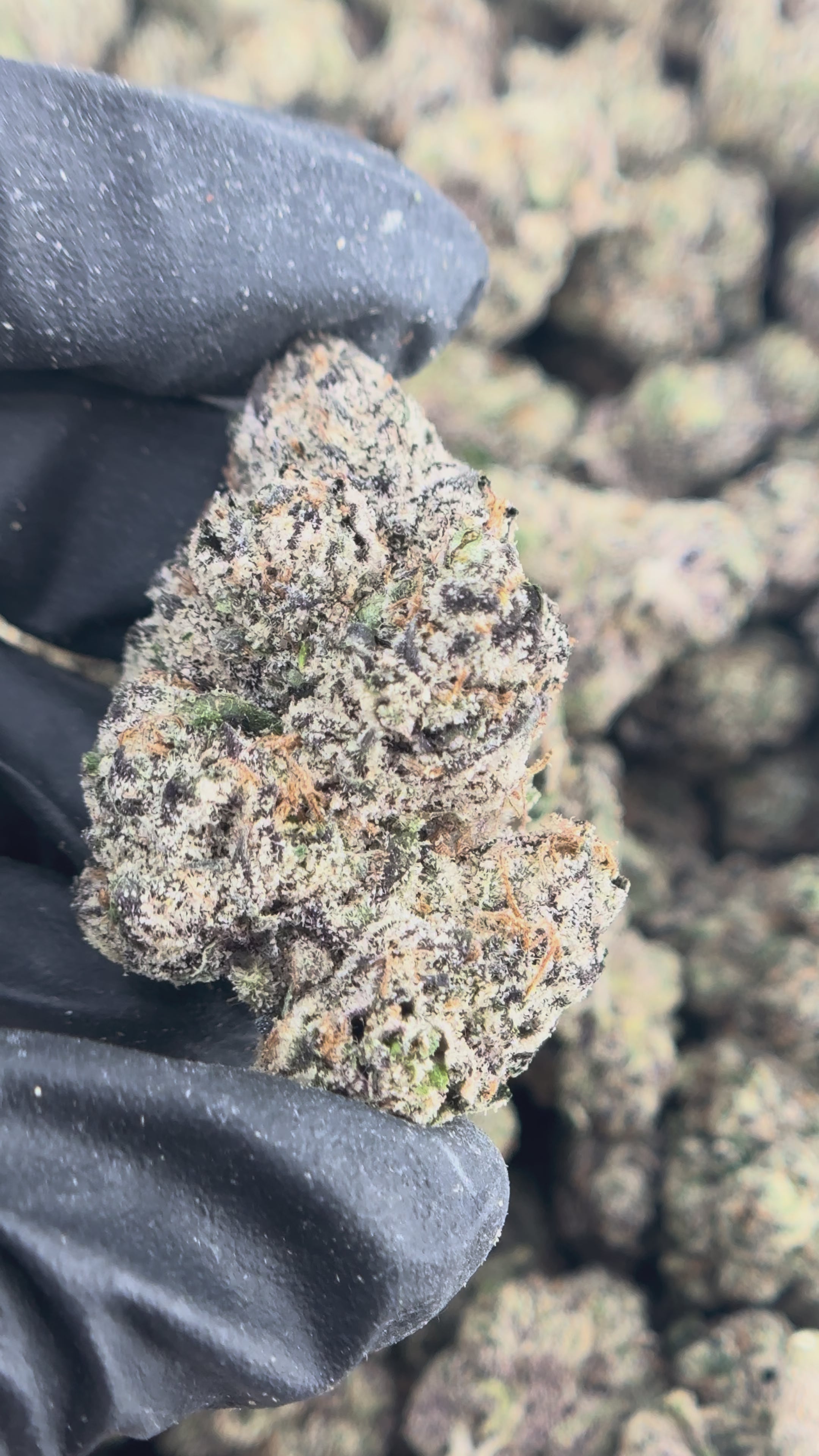 Fruity Pebbles Flower