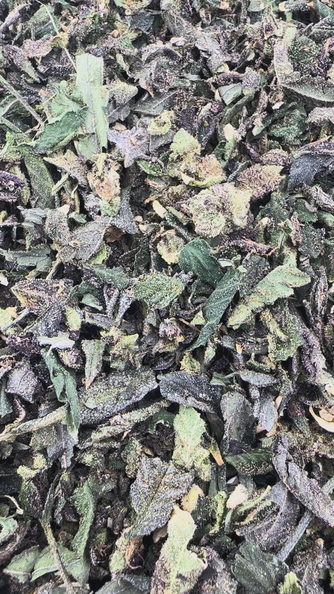 RS11 Shake Wholesale