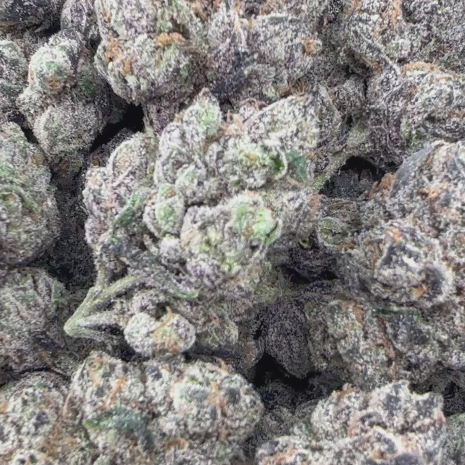 Load video: Gelato Flower