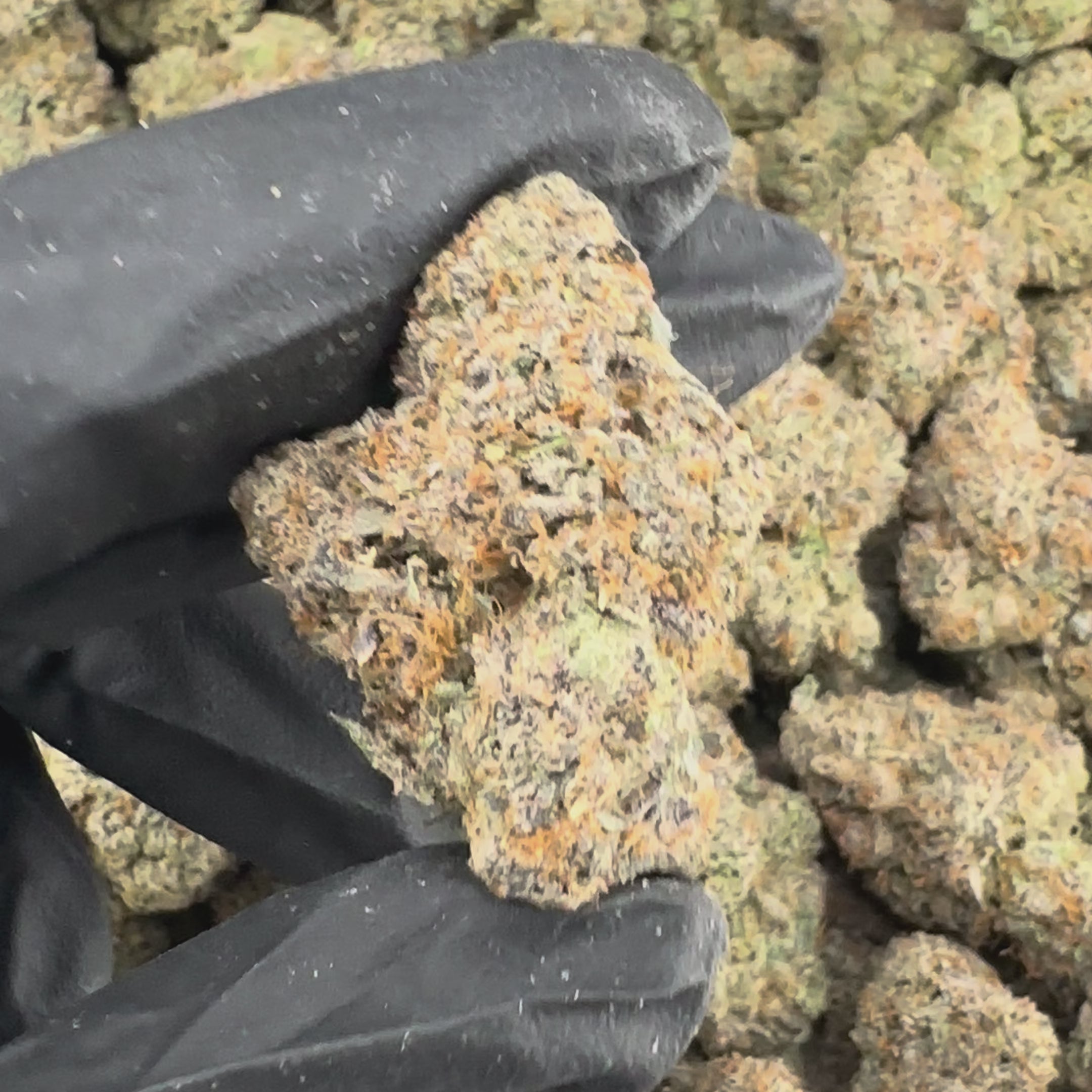 Cereal Milk Flower Wholesale