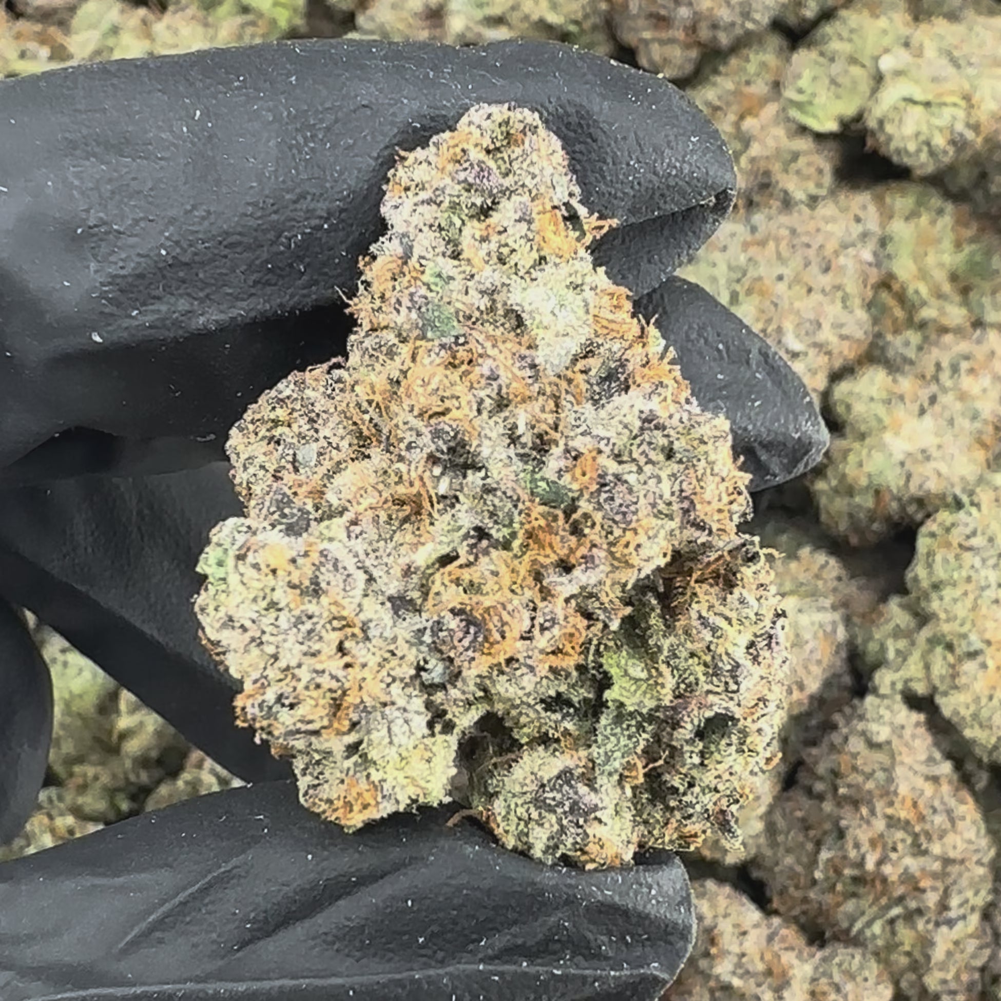 Columbia Gold Flower