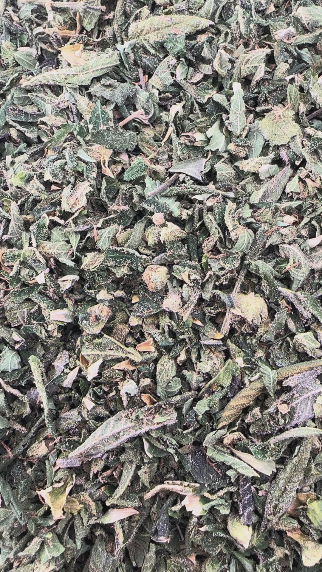 Cali Kush Shake Wholesale