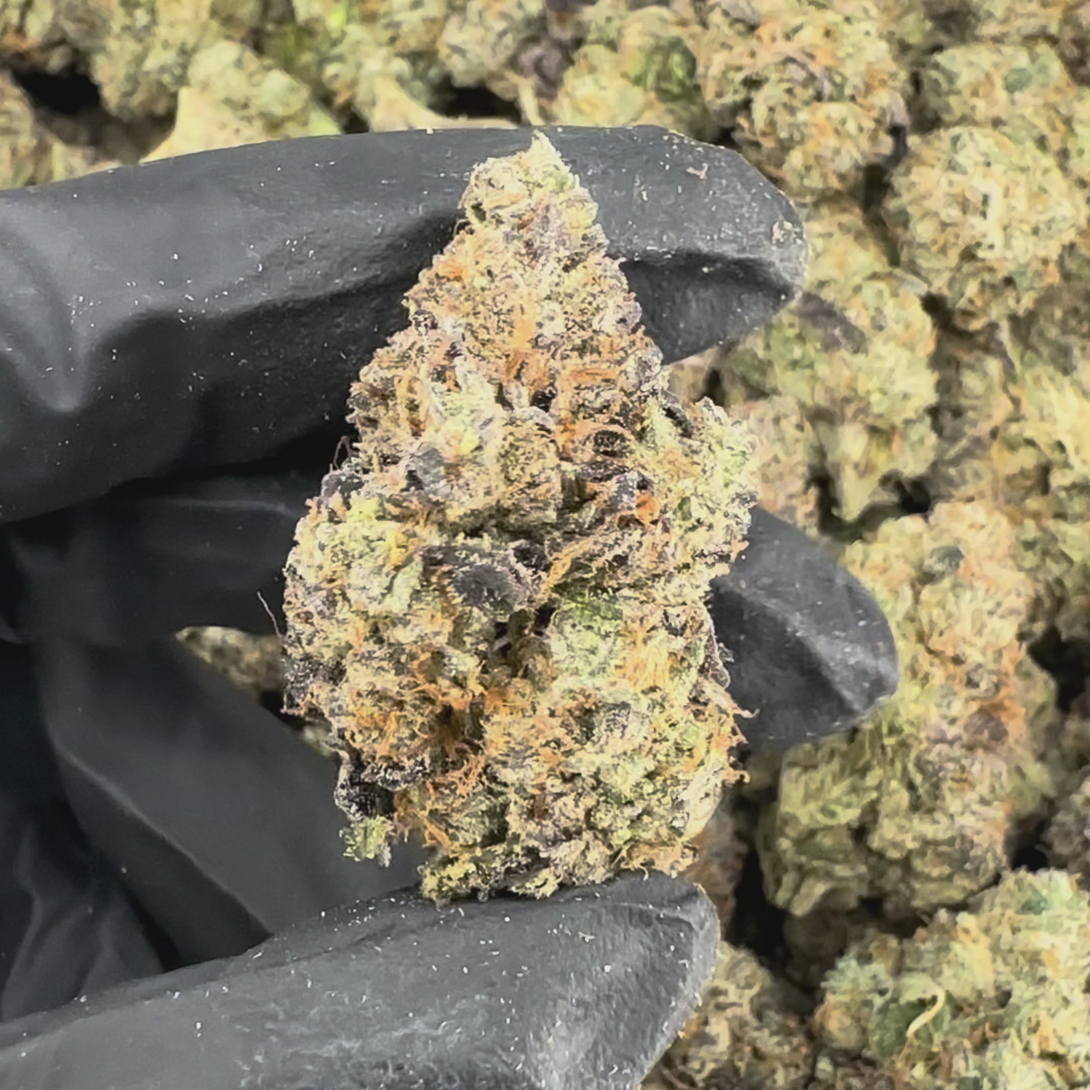 Master Yoda Flower Wholesale