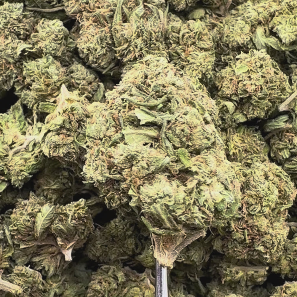 (BOGO)White Widow 14G Flower