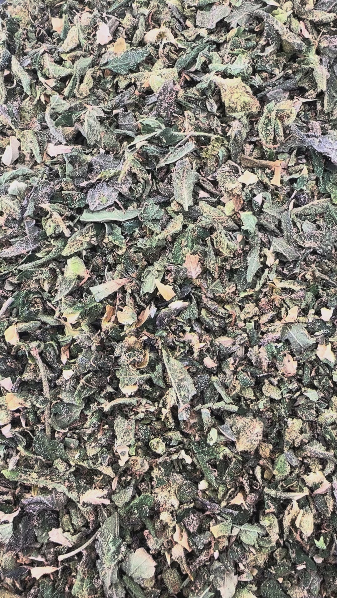 Orange 43 Shake Wholesale