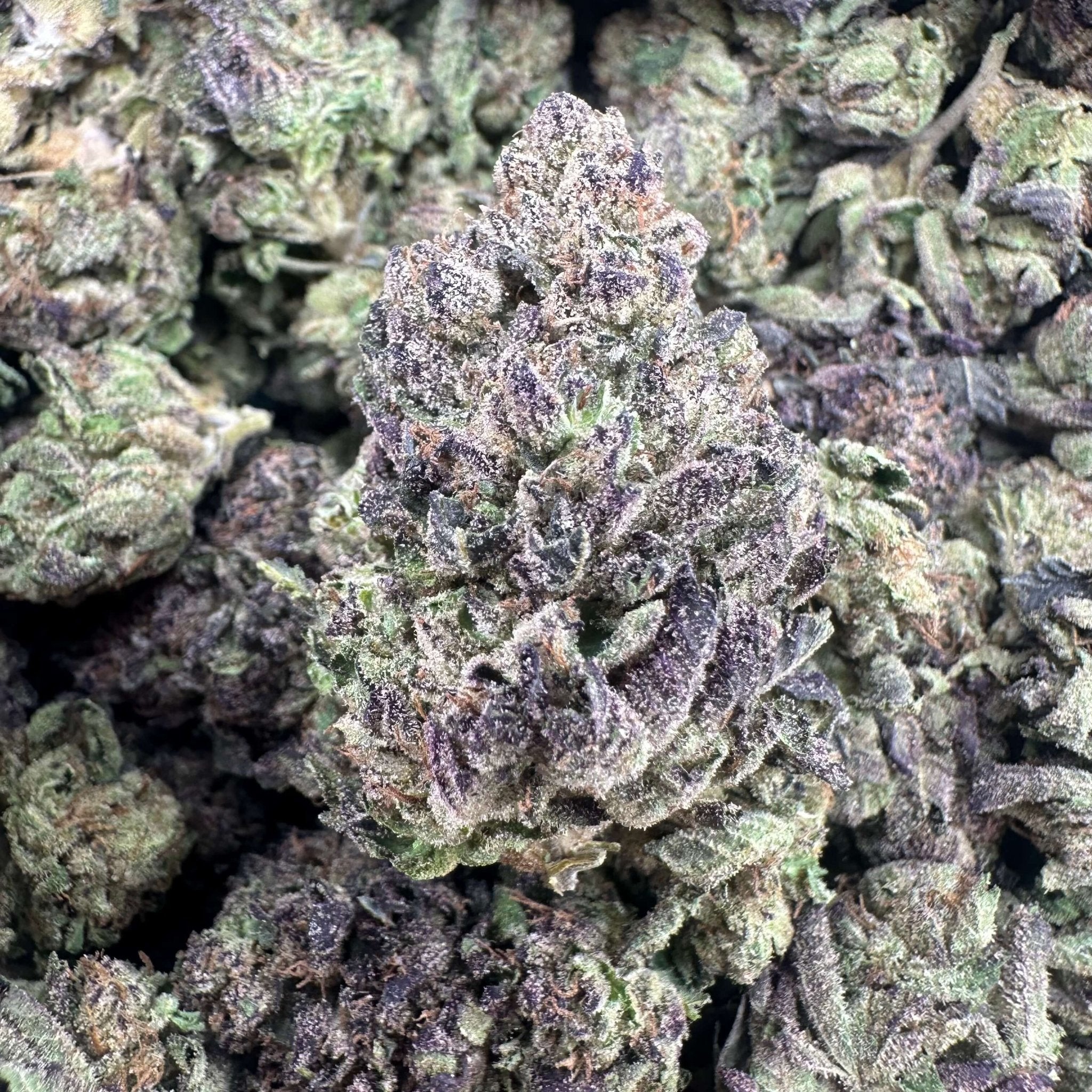 Runtz Flower Wholesale