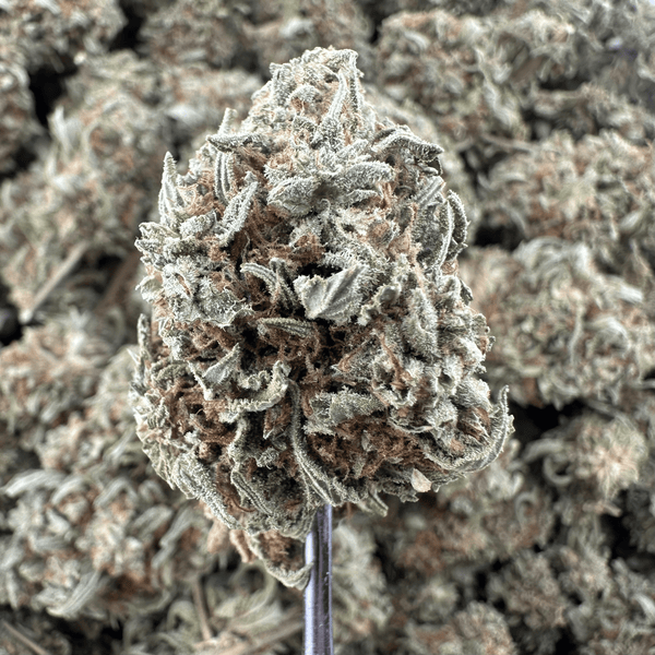 Tai Stick Flower Wholesale