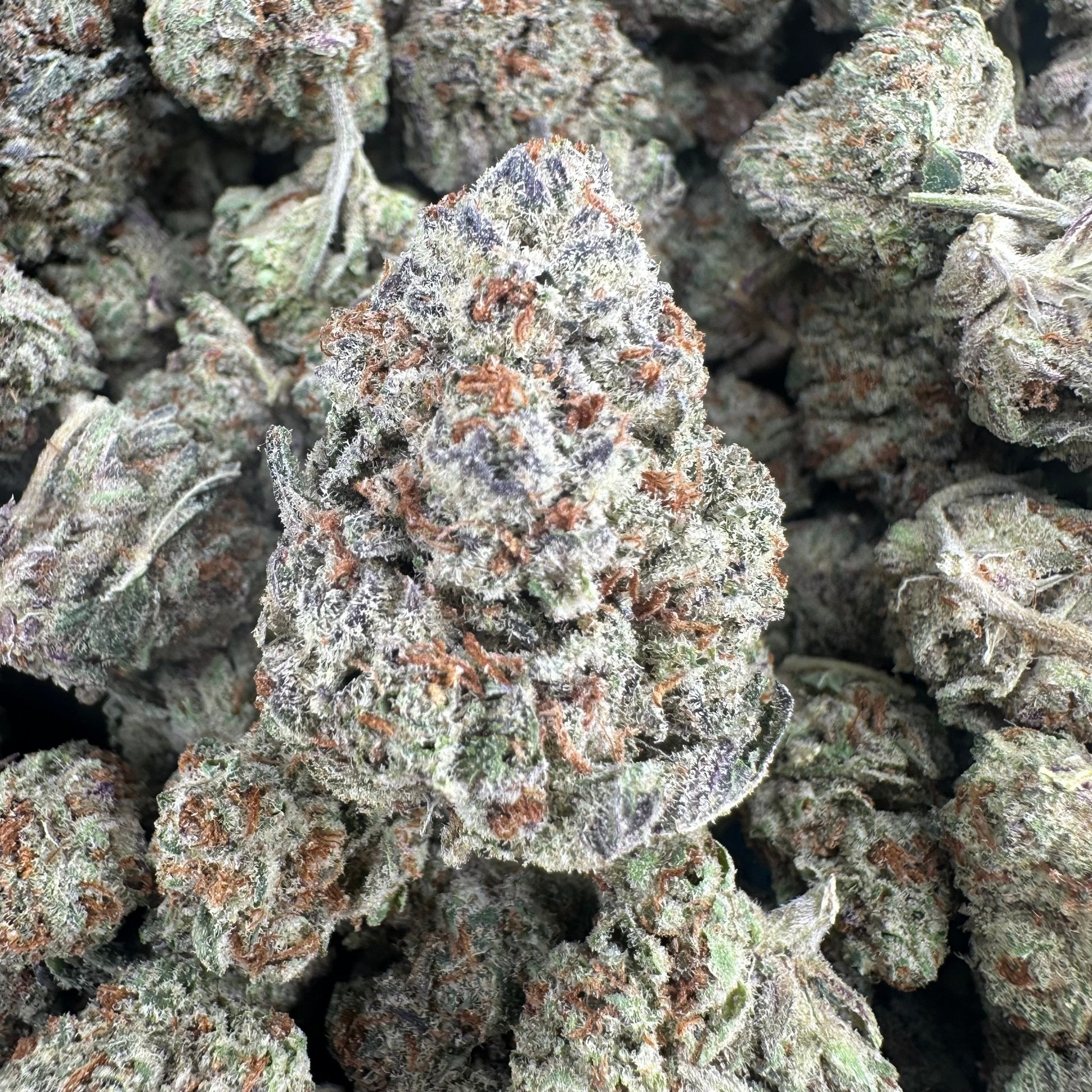 White Widow